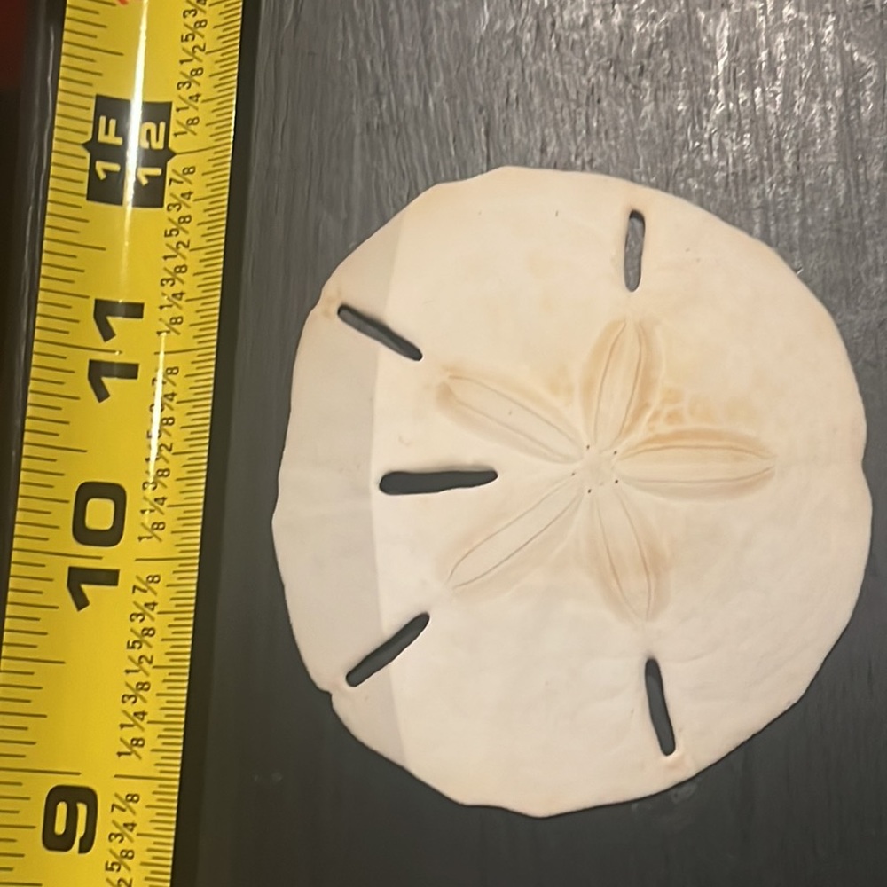 Large Sanddollars - Picture 2 of 7